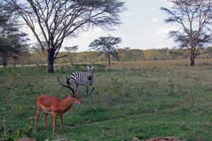Antelope & Zebra