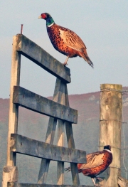 2 Grouse