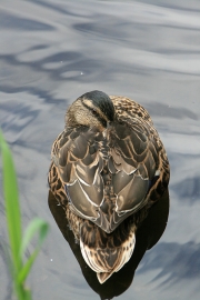 American black duck
