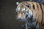 Amur Tiger