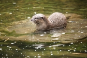 Asian short clawed otter 1