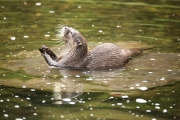 Asian short clawed otter 2