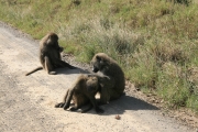 Baboon 1