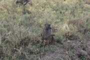 Baboon 2