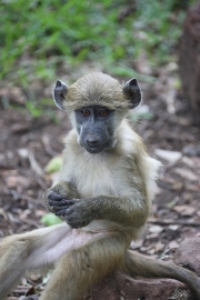 Baby Baboon