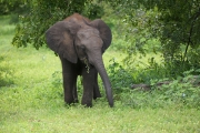 Baby Elephant