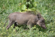 Baby Warthog