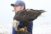 Bald eagle