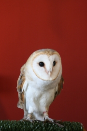 Barn owl 1