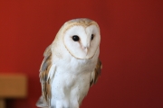 Barn owl 2