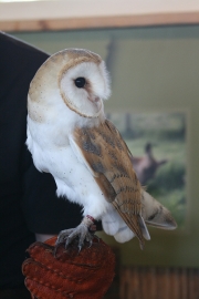 Barn owl 3