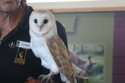 Barn owl 4