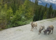Big horn sheep