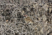 Bird 1