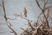 Bird 2