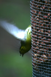 Bird feed