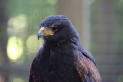 Bird of Prey
