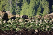 Black Bear 1