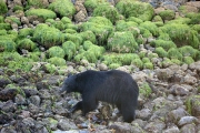 Black Bear 3
