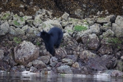 Black Bear 4