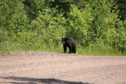 Black Bear 5