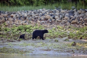 Black Bear &amp; cub 1
