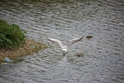 Black-headed gull