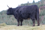 Black highland cow 1