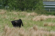 Black highland cow 2