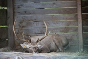 Bukhara Deer