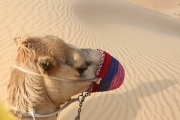 Camel