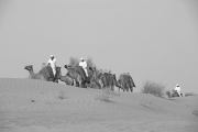 Camels