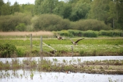 Canada goose