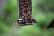 Chatting Birds.JPG