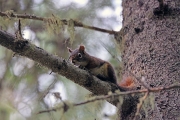 Chipmunk 1