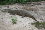 Crocodile 1