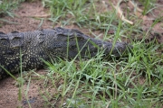 Crocodile 2