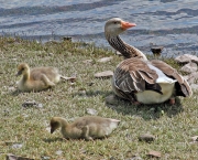 Curious greylag goose