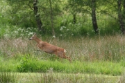 Deer 1