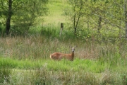 Deer 2