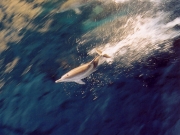 Dolphin jump