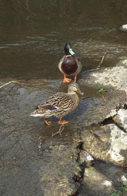 Ducks 1