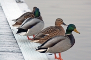 Ducks 2