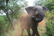 Elephant 3