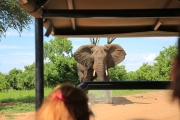 Elephant 4