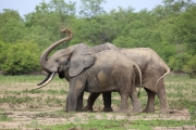 Elephants 1