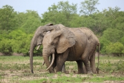 Elephants 2