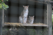 Eurasian lynx 2