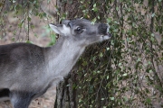 European Forest Reindeer