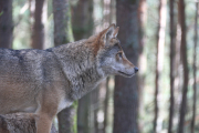 European grey wolf 1